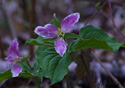 Trillium ovatum